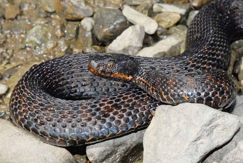 Vipera aspis atra melanotica della Val d''Aosta